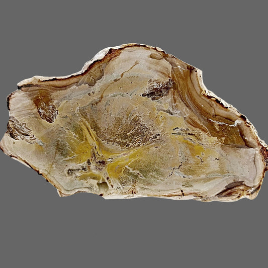 Polished Petrified Wood Slab From Indonesia For Sale New Earth Gifts